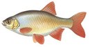 Лаврово-Песочня - иконка «рыбалка» в Байконуре